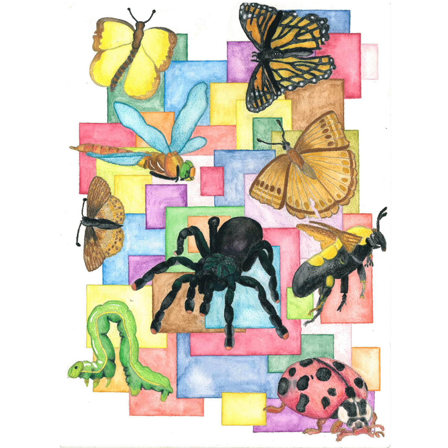 "Teri the Tarantula" Print