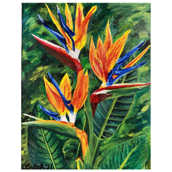 Birds of Paradise